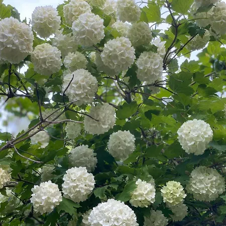 La Bonne Rade Curzon