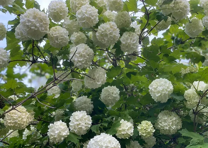 La Bonne Rade Curzon